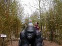 zoo-gorilla ride1